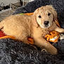 puppy, dog, golden_retriever, bed, blanket, plush, indoor, fur, cute, pet, animal, laying_down, looking_at_camera, cozy, soft, floor, cords, power_sockets, relaxing, companion