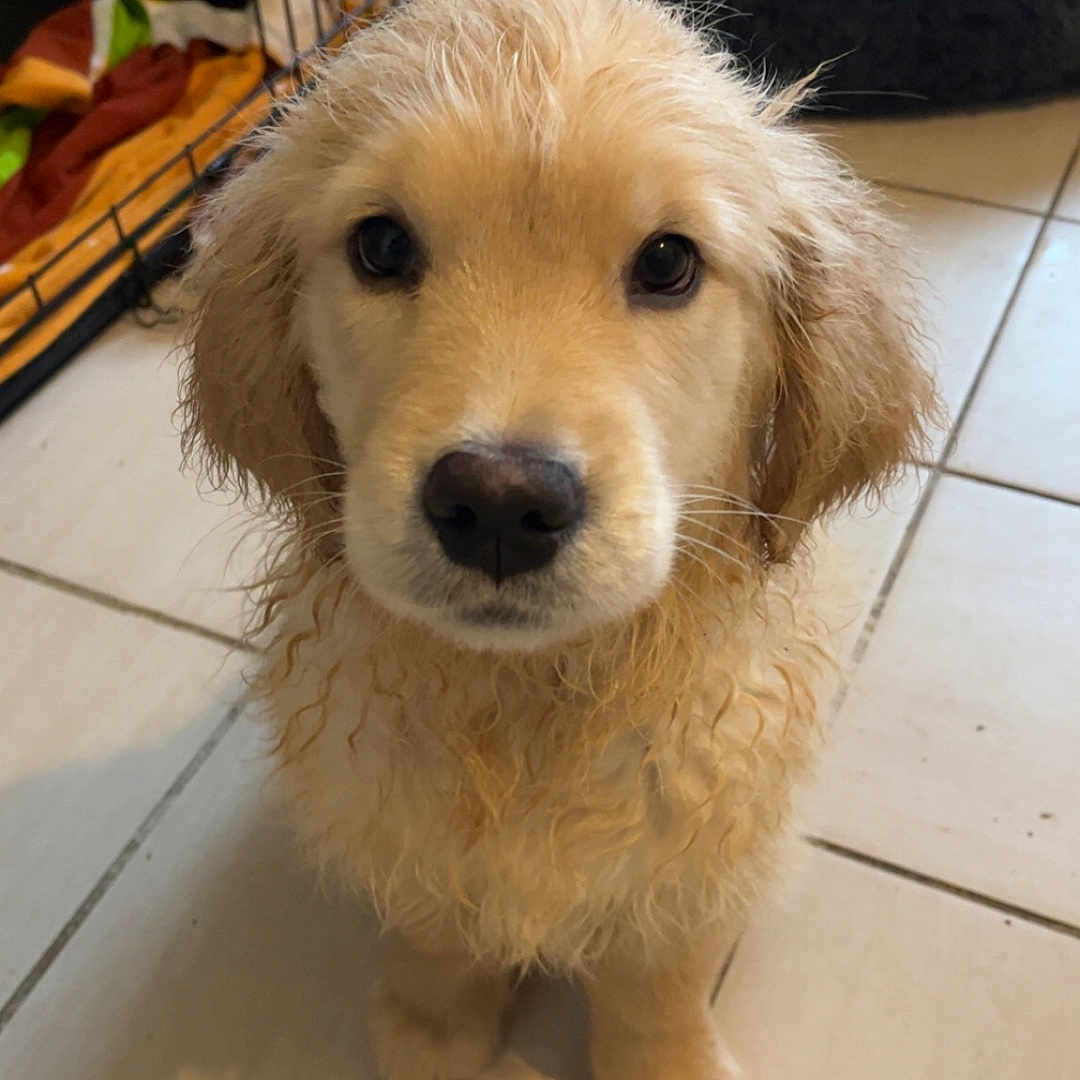 Aïko a rejoint le concours — aidez-le/la à gagner de superbes lots ! adorable, animal, blanket, crate, cute, dog, ears, eyes, floor, fur, golden_retriever, indoors, looking_up, nose, pet, puppy, tile, waiting, wet_fur, young