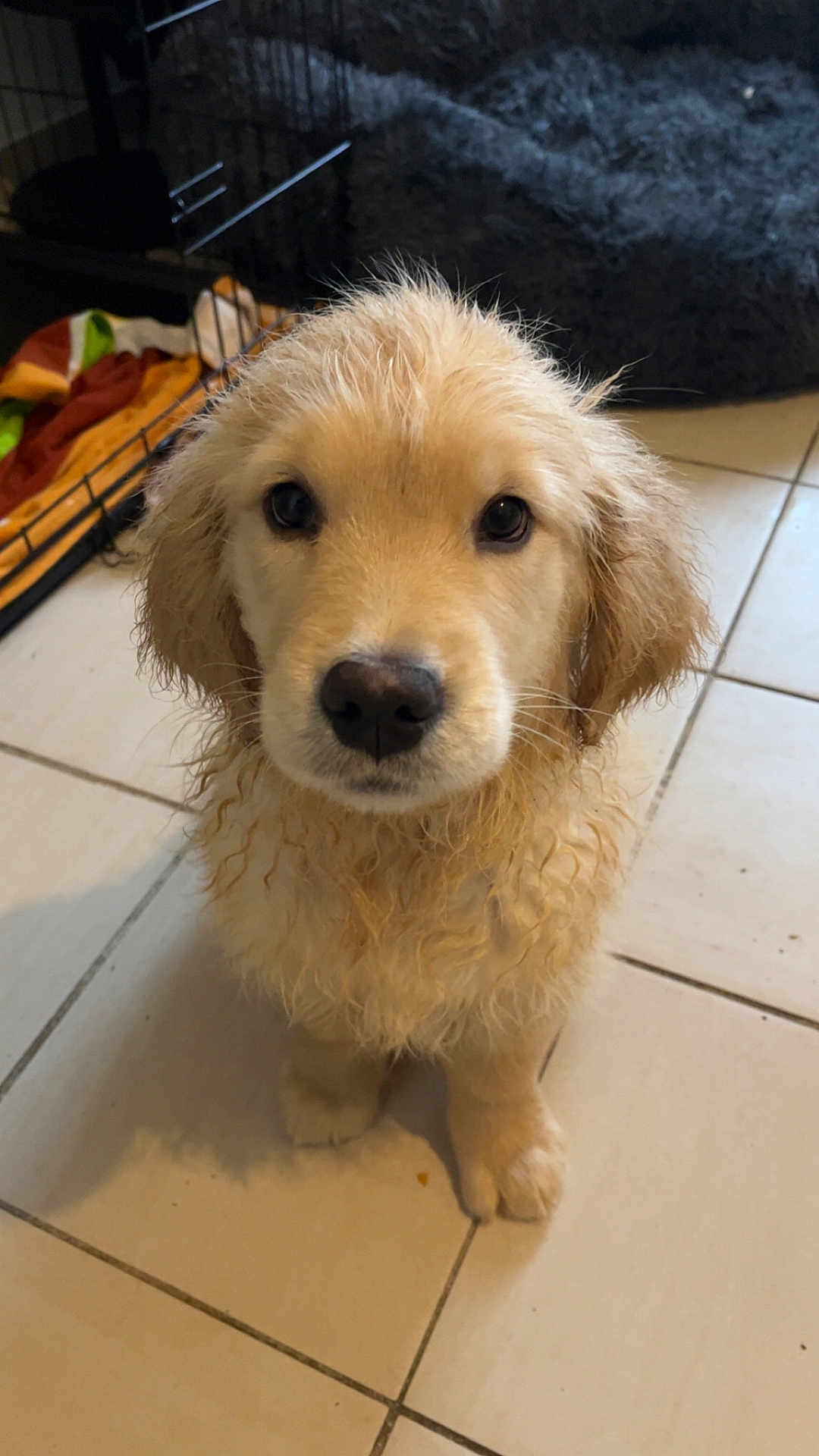 Aïko a rejoint le concours — aidez-le/la à gagner de superbes lots ! puppy, dog, golden_retriever, wet_fur, floor, tile, pet, animal, cute, indoors, crate, blanket, looking_up, young, fur, ears, nose, eyes, adorable, waiting