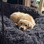 Aïko participe au concours pour gagner de l'argent avec cette photo : puppy, golden_retriever, dog, pet, bed, fluffy, indoor, chew_toy, cozy, cute, animal, resting, furniture, carpet, box, home, canine, fur, young, sleeping_area