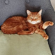 Ulyss participe au concours pour gagner de l'argent avec cette photo : cat, orange_tabby, pet, feline, cushion, chair, gray_fabric, relaxed, stretching, indoor, cozy, fur, whiskers, paw, seated, mammal, domestic_animal, cute, resting, animal