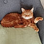 cat, orange_tabby, pet, feline, cushion, chair, gray_fabric, relaxed, stretching, indoor, cozy, fur, whiskers, paw, seated, mammal, domestic_animal, cute, resting, animal