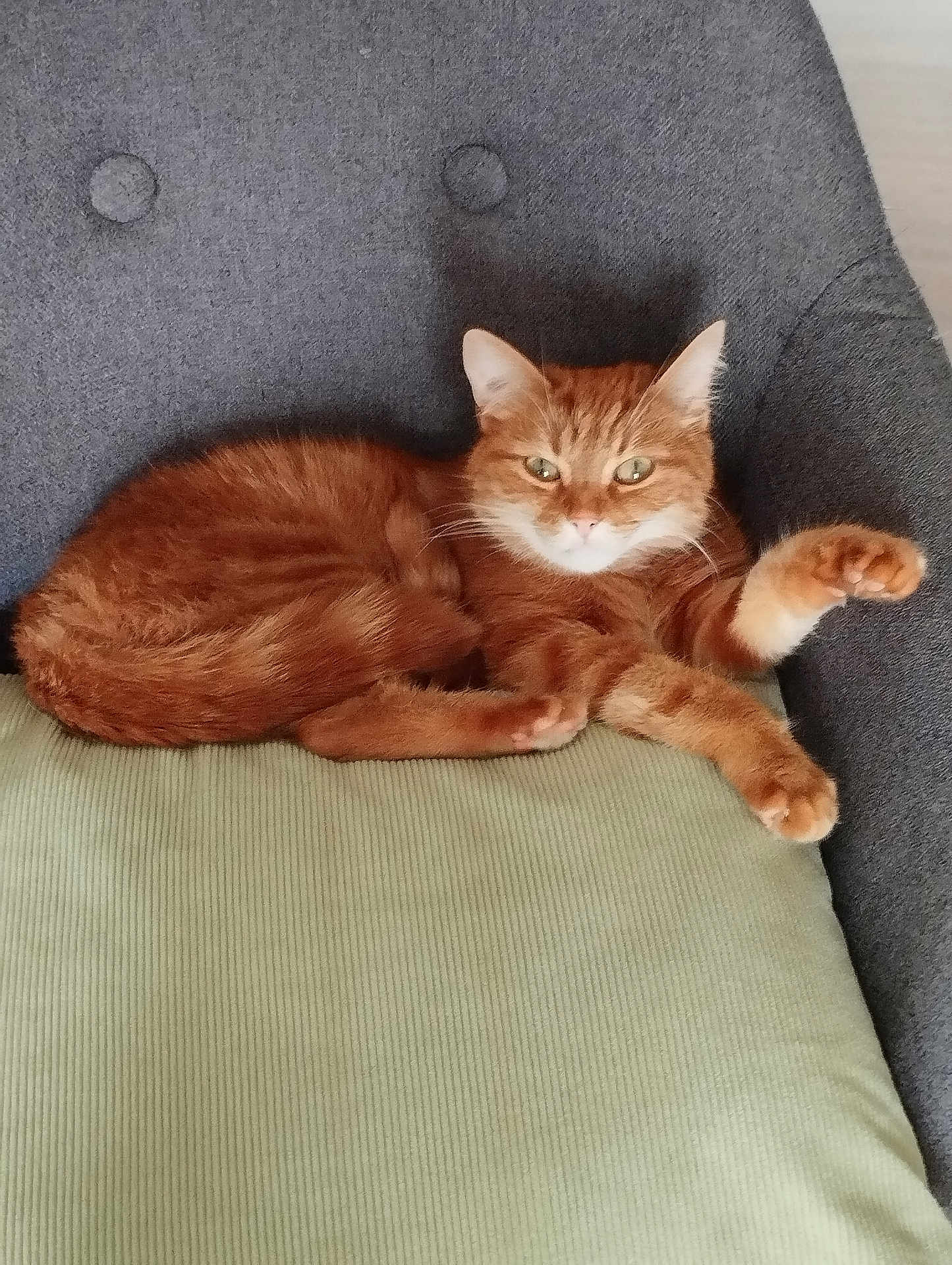 Ulyss participe au concours pour gagner de l'argent avec cette photo : cat, orange_tabby, pet, feline, cushion, chair, gray_fabric, relaxed, stretching, indoor, cozy, fur, whiskers, paw, seated, mammal, domestic_animal, cute, resting, animal