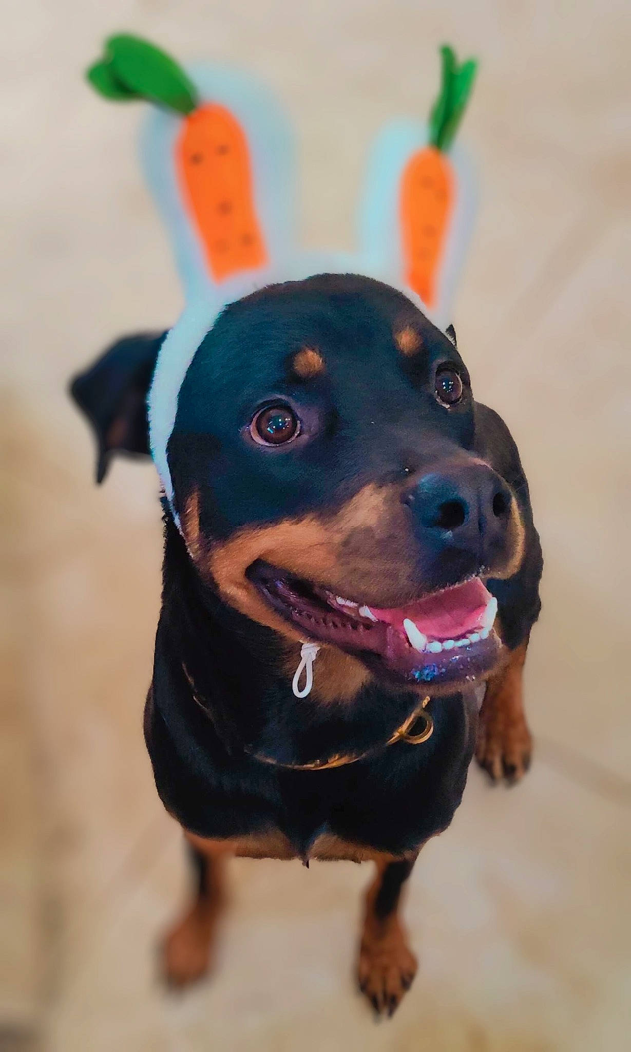 Dooney is registered to the contest to win money with this photo: canidae, carnivore, collar, companion_dog, dog, dog_breed, dog_collar, dog_supply, fashion_accessory, fawn, guard_dog, hat, leash, personal_protective_equipment, pet_supply, rottweiler, snout, sporting_group, whiskers, working_animal