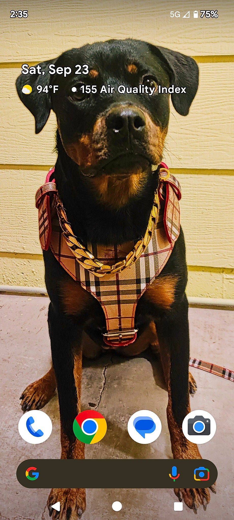 Dooney joined the competition — help win amazing prizes! art, canidae, carnivore, collar, companion_dog, dog, dog_breed, dog_collar, dog_supply, fawn, fur, leash, personal_protective_equipment, pet_supply, sleeve, snout, sporting_group, terrestrial_animal, whiskers, working_animal