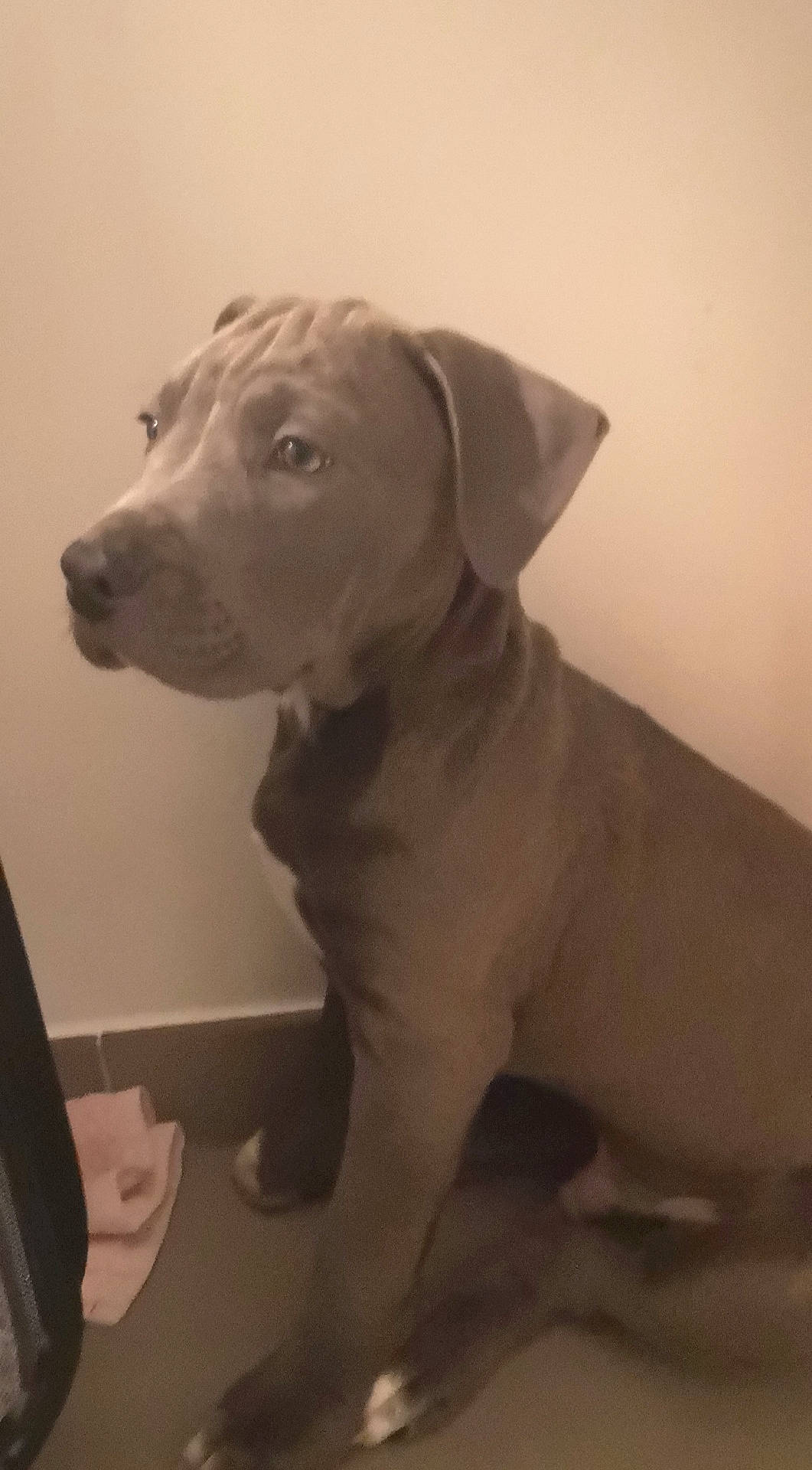 Rafi participe au concours pour gagner de l'argent avec cette photo : canidae, carnivore, collar, companion_dog, dog, dog_breed, dog_collar, fawn, fur, hunting_dog, liver, monochrome_photography, non_sporting_group, pet_supply, snout, sporting_group, terrestrial_animal, whiskers, wood, working_animal