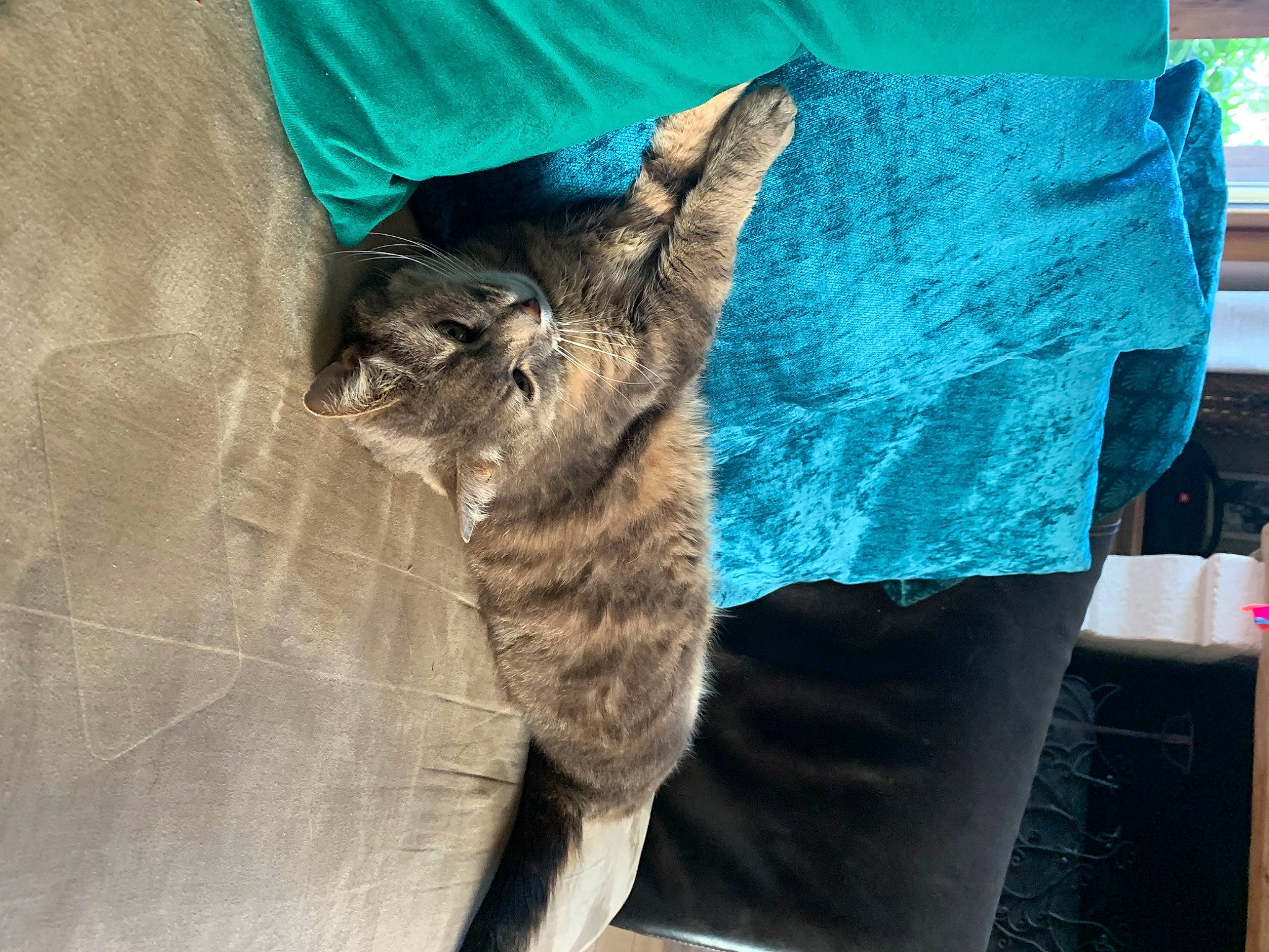 Souris a rejoint le concours — aidez-le/la à gagner de superbes lots ! carnivore, cat, claw, comfort, domestic_short_haired_cat, electric_blue, fawn, felidae, fur, human_leg, linens, nap, pattern, sleeve, small_to_medium_sized_cats, t_shirt, tail, whiskers, wood