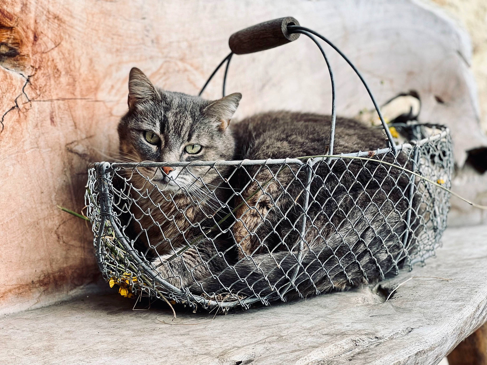 Souris participe au concours pour gagner de l'argent avec cette photo : animal_shelter, bag, basket, carnivore, cat, domestic_short_haired_cat, fashion_accessory, felidae, fur, grass, grey, luggage_and_bags, mesh, metal, pet_supply, small_to_medium_sized_cats, snout, tail, terrestrial_animal, whiskers