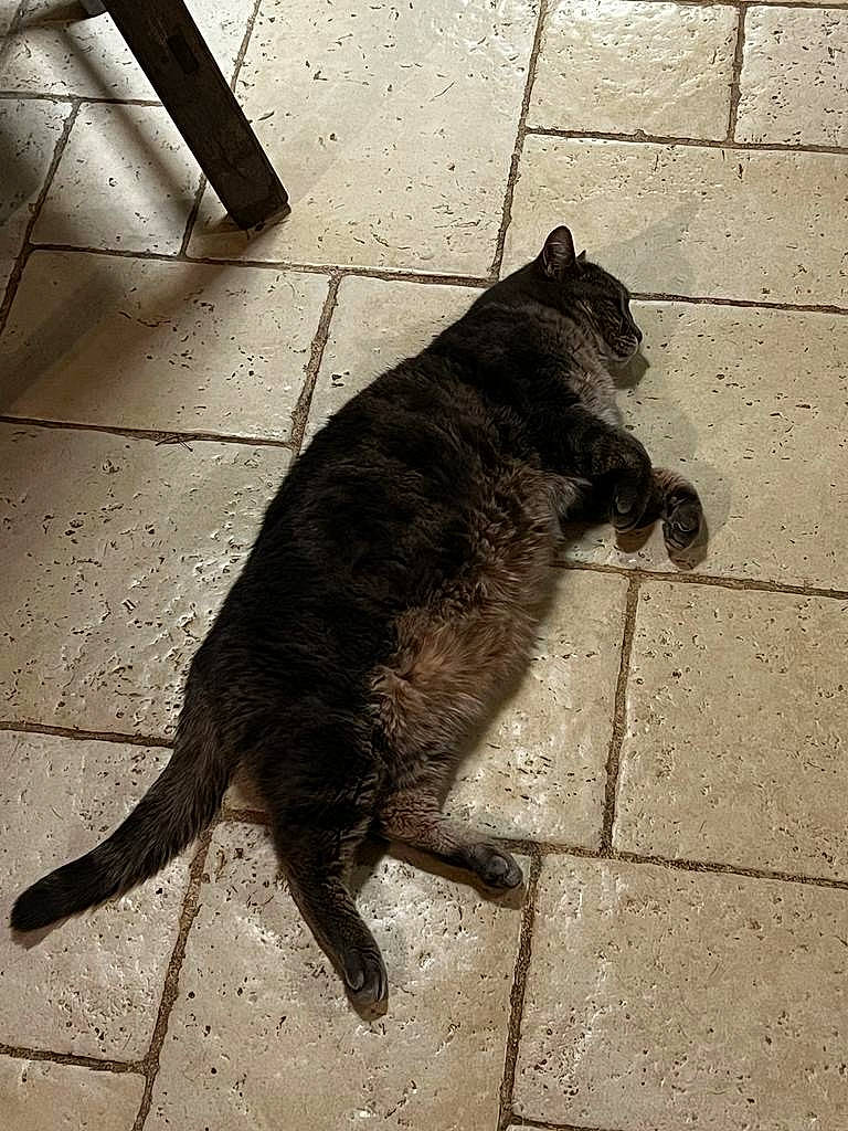 Souris a rejoint le concours — aidez-le/la à gagner de superbes lots ! asphalt, black_cat, carnivore, cat, domestic_short_haired_cat, felidae, floor, flooring, fur, line, mammal, monochrome, monochrome_photography, road_surface, shadow, small_to_medium_sized_cats, tail, tints_and_shades, vertebrate, whiskers