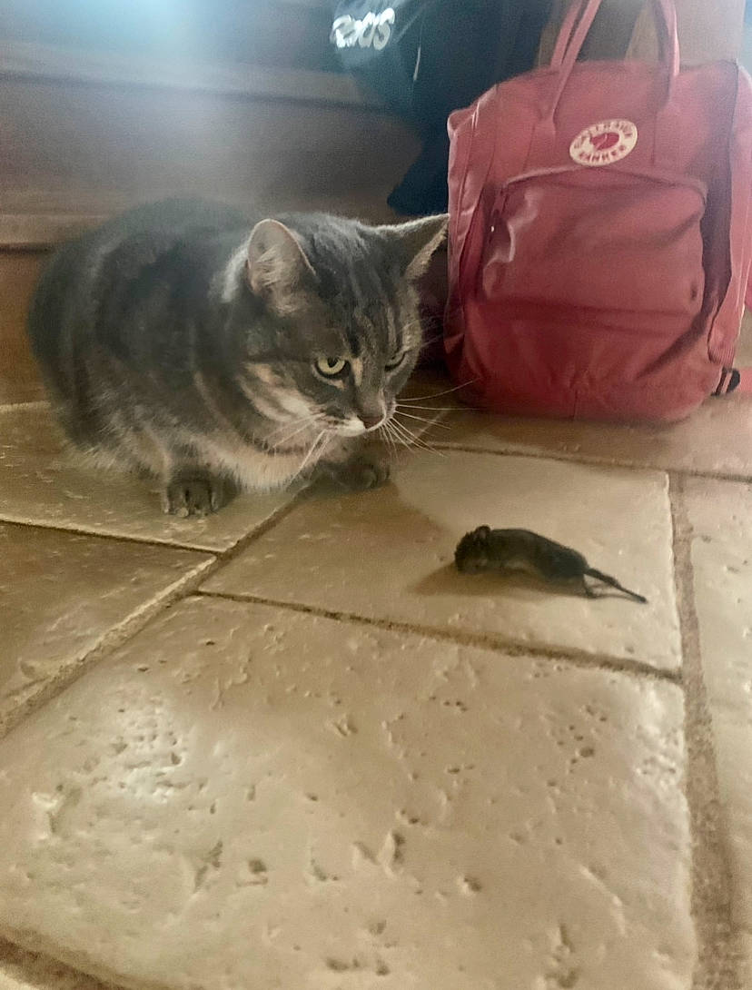 Souris participe au concours pour gagner de l'argent avec cette photo : backpack, bag, carnivore, cat, comfort, domestic_short_haired_cat, felidae, floor, flooring, fur, grey, hardwood, luggage_and_bags, small_to_medium_sized_cats, suitcase, tail, trunk, whiskers, window, wood