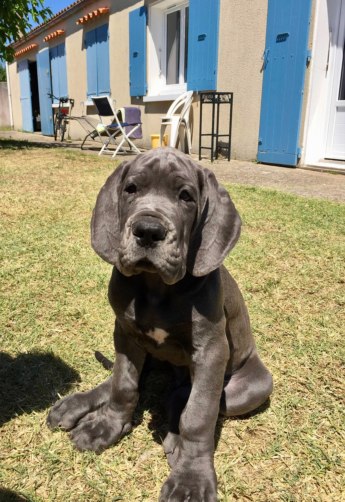 Pablo a rejoint le concours — aidez-le/la à gagner de superbes lots ! building, carnivore, chair, collar, companion_dog, dog, dog_breed, dog_collar, door, fawn, grass, gun_dog, house, liver, pet_supply, plant, terrestrial_animal, tree, window, working_animal