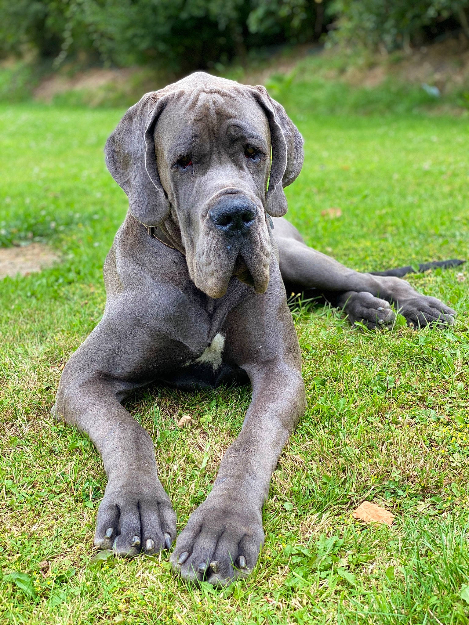Pablo a rejoint le concours — aidez-le/la à gagner de superbes lots ! ancient_dog_breeds, boxer, canidae, carnivore, companion_dog, dog, dog_breed, fawn, grass, groundcover, non_sporting_group, plant, snout, sporting_group, terrestrial_animal, tree, working_animal, working_dog, wrinkle