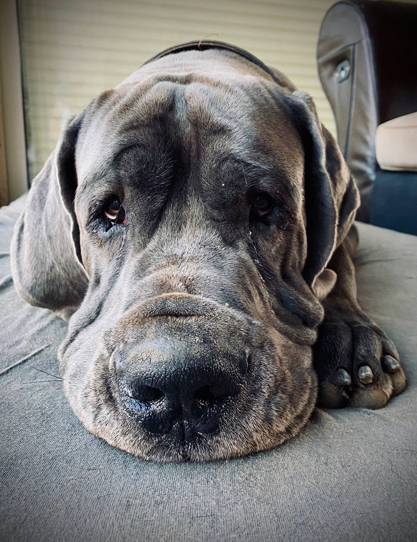 Pablo participe au concours pour gagner de l'argent avec cette photo : canidae, carnivore, comfort, companion_dog, dog, dog_breed, eye, fur, grey, guard_dog, hunting_dog, liver, metal, snout, sporting_group, terrestrial_animal, whiskers, working_animal, working_dog, wrinkle