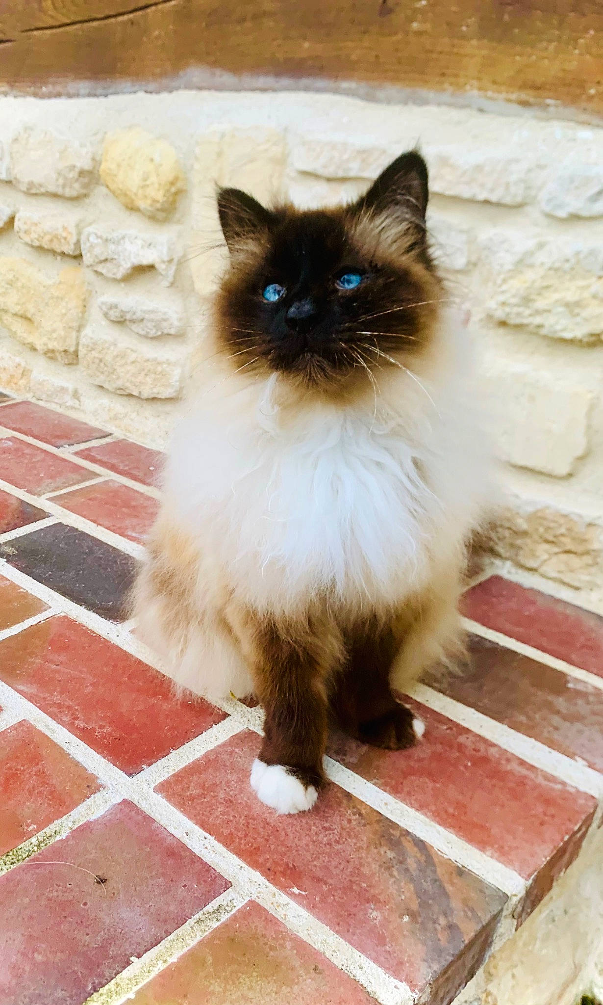 Malo participe au concours pour gagner de l'argent avec cette photo : birman, building_material, carnivore, cat, fawn, felidae, flooring, fur, hardwood, ragdoll, road_surface, siamese, small_to_medium_sized_cats, snout, tail, whiskers, wood