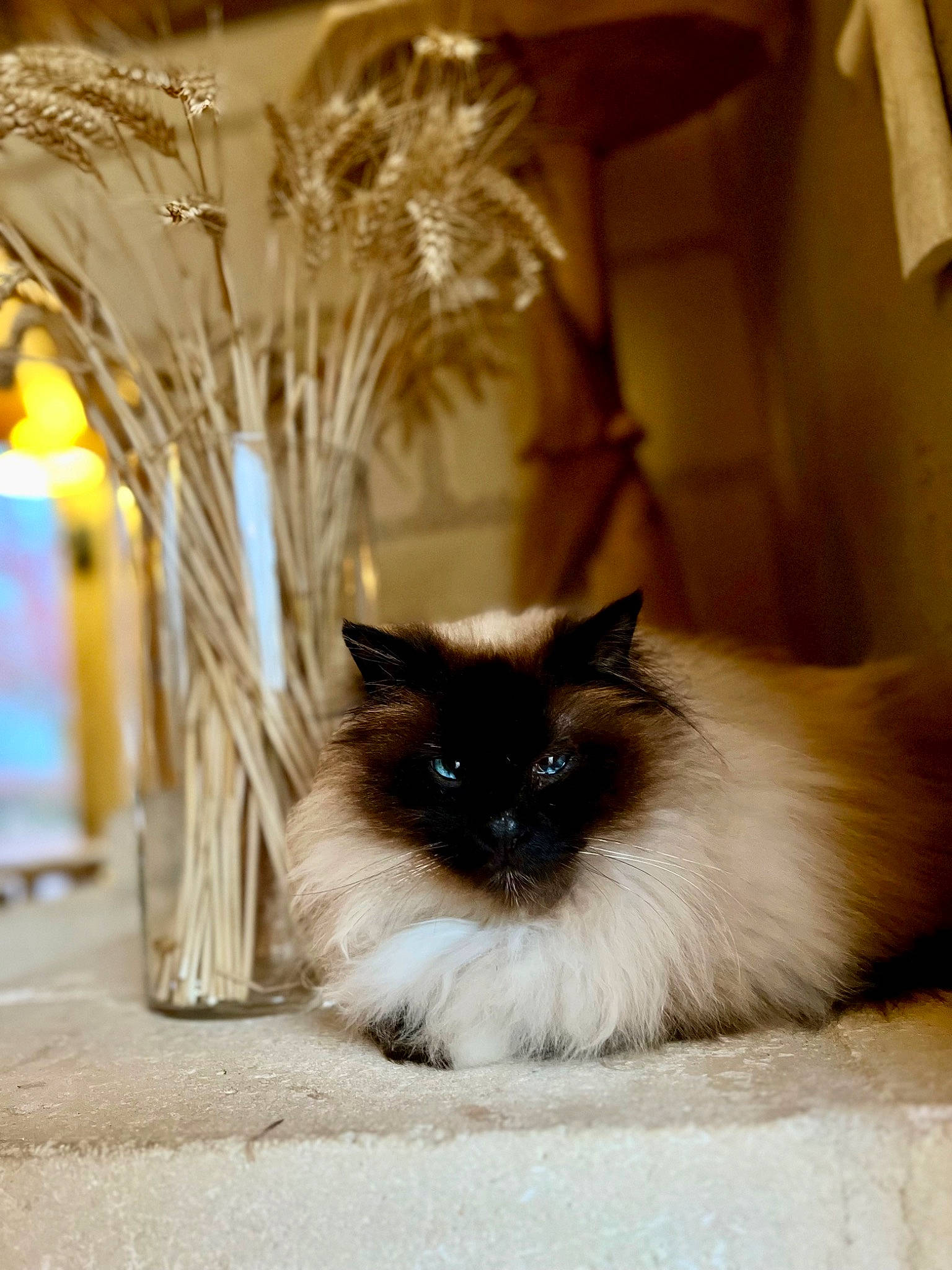 Malo a rejoint le concours — aidez-le/la à gagner de superbes lots ! birman, carnivore, cat, decoration, event, fawn, felidae, fur, glass, siamese, small_to_medium_sized_cats, snout, tail, twig, vase, whiskers