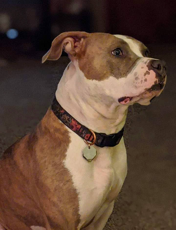 Sapphire Rae is registered to the contest to win money with this photo: beige, brown, canidae, carnivore, collar, companion_dog, dog, dog_breed, dog_collar, dog_supply, fawn, liver, mammal, neck, pet_supply, snout, sporting_group, vertebrate, whiskers, working_animal