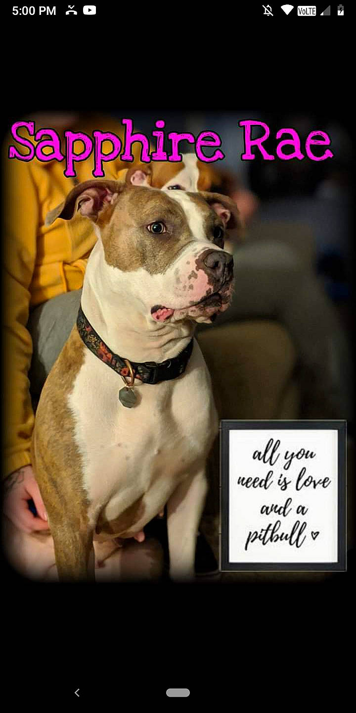 Sapphire Rae joined the competition — help win amazing prizes! canidae, carnivore, collar, companion_dog, dog, dog_breed, dog_collar, fawn, handwriting, leash, liver, pattern, pet_supply, photo_caption, pit_bull, poster, snout, whiskers, working_animal, working_dog