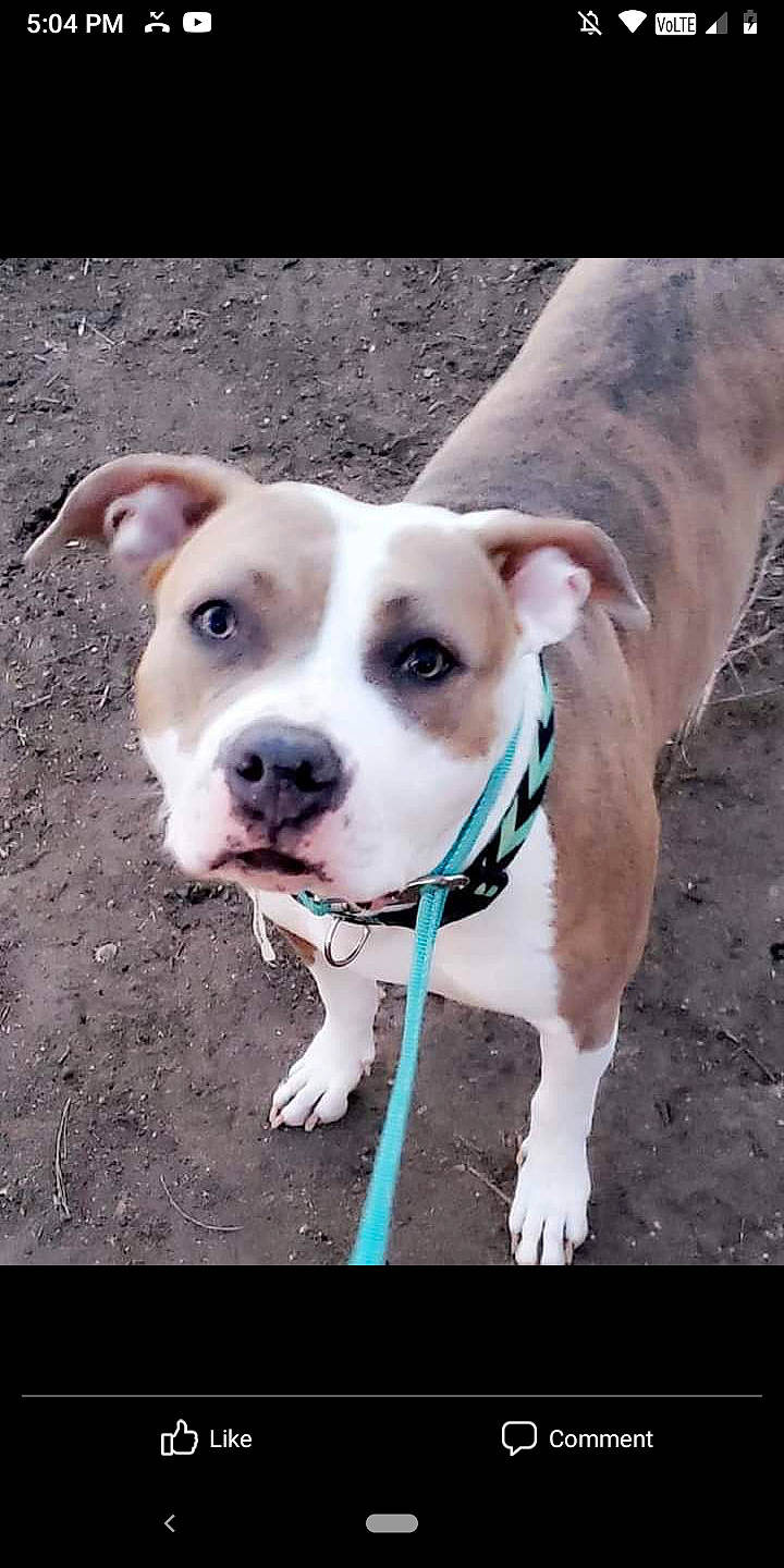 Sapphire Rae is registered to the contest to win money with this photo: canidae, carnivore, collar, companion_dog, dog, dog_breed, dog_collar, dog_supply, dogo_guatemalteco, fawn, hunting_dog, mammal, organ, pet_supply, snout, sporting_group, terrestrial_animal, whiskers, working_animal, working_dog