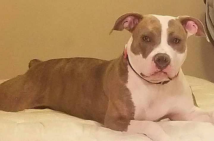 Sapphire Rae joined the competition — help win amazing prizes! beige, brown, canidae, carnivore, collar, companion_dog, dog, dog_breed, fawn, grey, liver, mammal, neck, non_sporting_group, pet_supply, snout, tail, whiskers, working_animal, working_dog