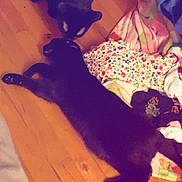 Oogie Boogie is registered to the contest to win money with this photo: animal, black_cat, blanket, cat, close_up, cozy, domestic, feline, floor, hardwood_floor, indoor, laundry, pair, paws, pet, playful, sleeping, sniffing, stretching, whiskers