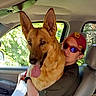 affection, animal, cap, car_interior, casual_clothing, companion, daylight, dog, german_shepherd, greenery, happy, hugging, human, person, pet, seat, sunglasses, tongue_out, transportation, window