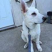 Nemo is registered to the contest to win money with this photo: animal, canine, collar, companionship, concrete, curious, dog, domestic_animal, door, ears, house, leash, outdoor, pet, quiet, resting, side_view, sitting, waiting, white_dog