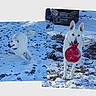 animal, canine, daylight, dog, energetic, frozen_ground, happy, leaf_litter, nature, outdoor, pet, playful, red_toy, running, snow, toy, two_images, white_dog, winter, wooden_planter