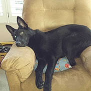 Phelan joined the competition — help win amazing prizes! armchair, black_dog, books, brown, couch, cozy, curious, dog, furniture, home, indoors, living_room, natural_light, pet, purple, relaxed, resting, side_table, vase, window