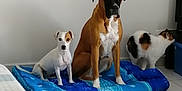 Gossip participe au concours pour gagner de l'argent avec cette photo : animal, boxer, bulldog, canine, cat, cockerspaniel, couch, cushion, dog, dogbed, furniture, homedecor, hound, inflatable, papillon, pet, pitbull, pointer, puppy, terrier
