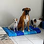 animal, boxer, bulldog, canine, cat, cockerspaniel, couch, cushion, dog, dogbed, furniture, homedecor, hound, inflatable, papillon, pet, pitbull, pointer, puppy, terrier
