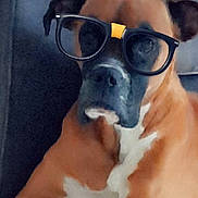 Gossip participe au concours pour gagner de l'argent avec cette photo : accessories, animal, bostonbull, boxer, bulldog, canine, dog, face, formalwear, glasses, goggles, head, hound, person, pet, photography, portrait, puppy, snout, sunglasses