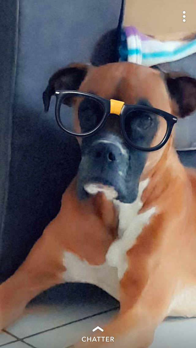 Gossip participe au concours pour gagner de l'argent avec cette photo : accessories, animal, bostonbull, boxer, bulldog, canine, dog, face, formalwear, glasses, goggles, head, hound, person, pet, photography, portrait, puppy, snout, sunglasses