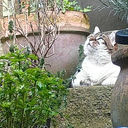 Mimine participe au concours pour gagner de l'argent avec cette photo : cat, plant, potted_plant, garden, greenery, stone, outdoor, pet, fur, whiskers, leaf, nature, curious, relaxed, daylight, animal, mammal, domestic, eye, background