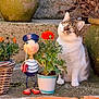 Mimine a rejoint le concours — aidez-le/la à gagner de superbes lots ! cat, plant, flower_pot, figurine, orange_flower, outdoor, curious_cat, green_plants, stone_wall, potted_plant, decorative_figure, whimsical, rustic, orange_wall, nature, pet, animal, garden, sitting, daylight