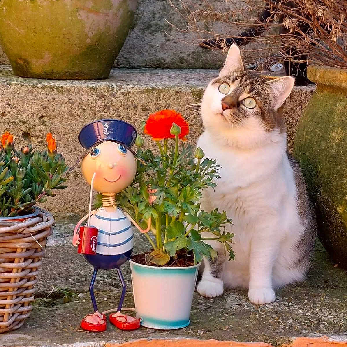 Mimine a rejoint le concours — aidez-le/la à gagner de superbes lots ! animal, cat, curious_cat, daylight, decorative_figure, figurine, flower_pot, garden, green_plants, nature, orange_flower, orange_wall, outdoor, pet, plant, potted_plant, rustic, sitting, stone_wall, whimsical