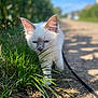 Naïa a rejoint le concours — aidez-le/la à gagner de superbes lots ! kitten, cat, white_cat, outdoor, grass, path, sunlight, nature, pet, young_animal, curious, animal_leash, greenery, walking, daylight, small_cat, fluffy, feline, exploring, closeup