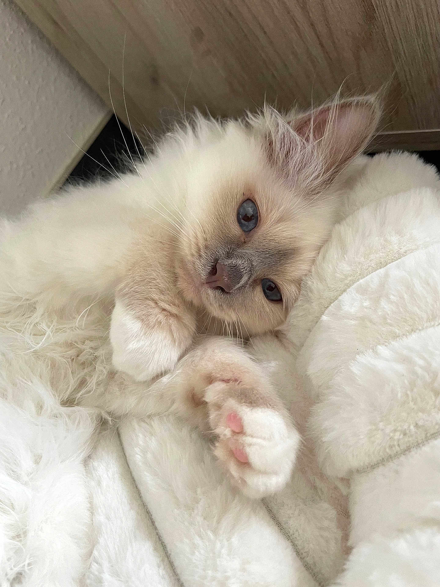 Naïa a rejoint le concours — aidez-le/la à gagner de superbes lots ! kitten, cat, blue_eyes, fluffy, soft, white_blanket, cozy, relaxed, paw, close_up, indoor, pet, cute, feline, sleepy, whiskers, fur, resting, comfort, adorable