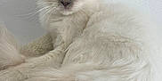 Naïa participe au concours pour gagner de l'argent avec cette photo : cat, fluffy, white, blue_eyes, pet, animal, feline, resting, cozy, indoor, cute, portrait, closeup, fur, whiskers, tail, relaxed, sleepy, domestic, soft