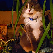 Ceecee is registered to the contest to win money with this photo: abyssinian, accessories, alloywheel, angora, animal, aquatic, bodypart, car, carwheel, cat, flower, fungus, kitten, manx, mouth, person, pet, plant, siamese, water