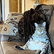 Monica joined the competition — help win amazing prizes! cat, tabby, lounge, couch, brown, blanket, pillow, indoor, pet, relaxed, feline, animal, living_room, fur, home, lamp, door, sitting, looking, funny_pose