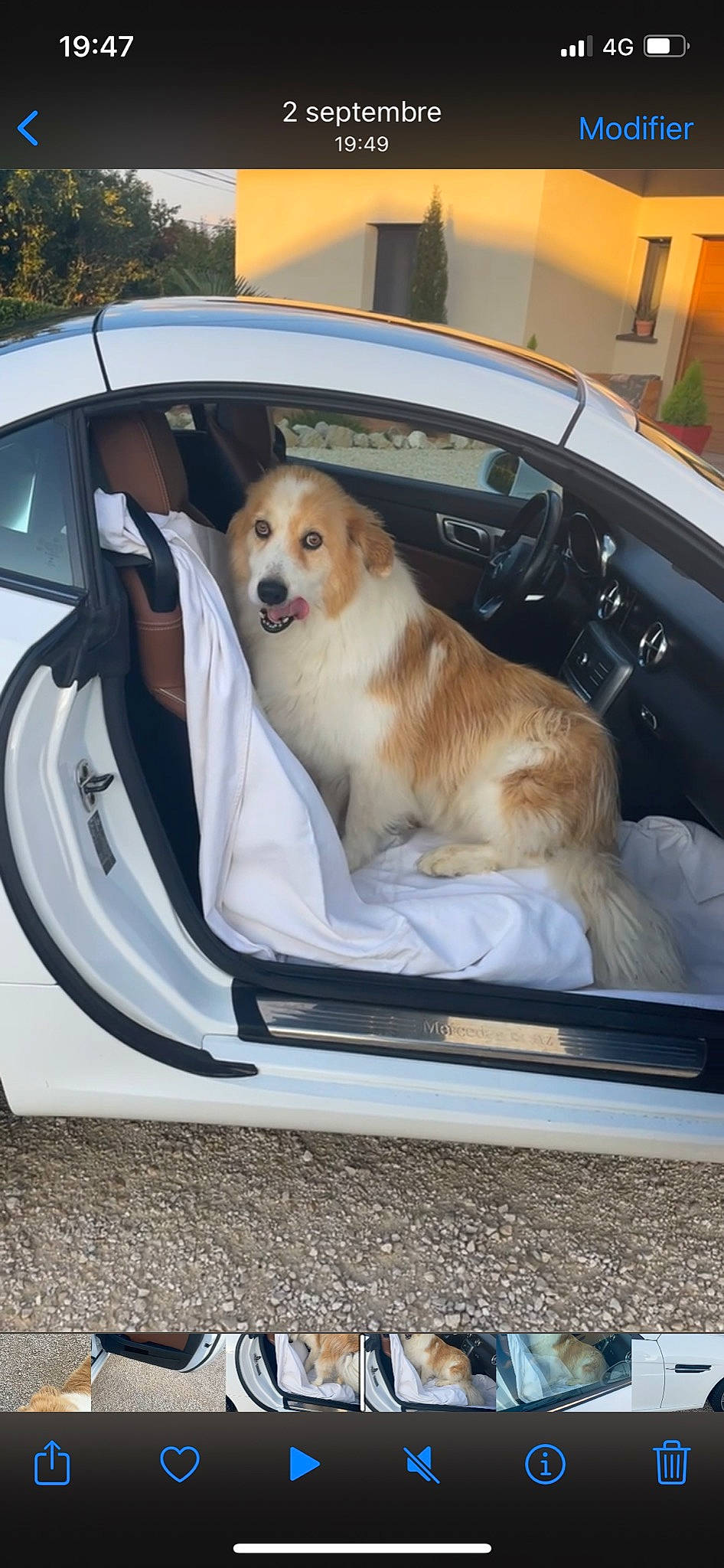 Dick participe au concours pour gagner de l'argent avec cette photo : auto_part, automotive_design, automotive_exterior, automotive_lighting, automotive_mirror, car, carnivore, companion_dog, dog, dog_breed, door, fawn, hood, luxury_vehicle, motor_vehicle, personal_luxury_car, snout, sporting_group, vehicle, vehicle_door