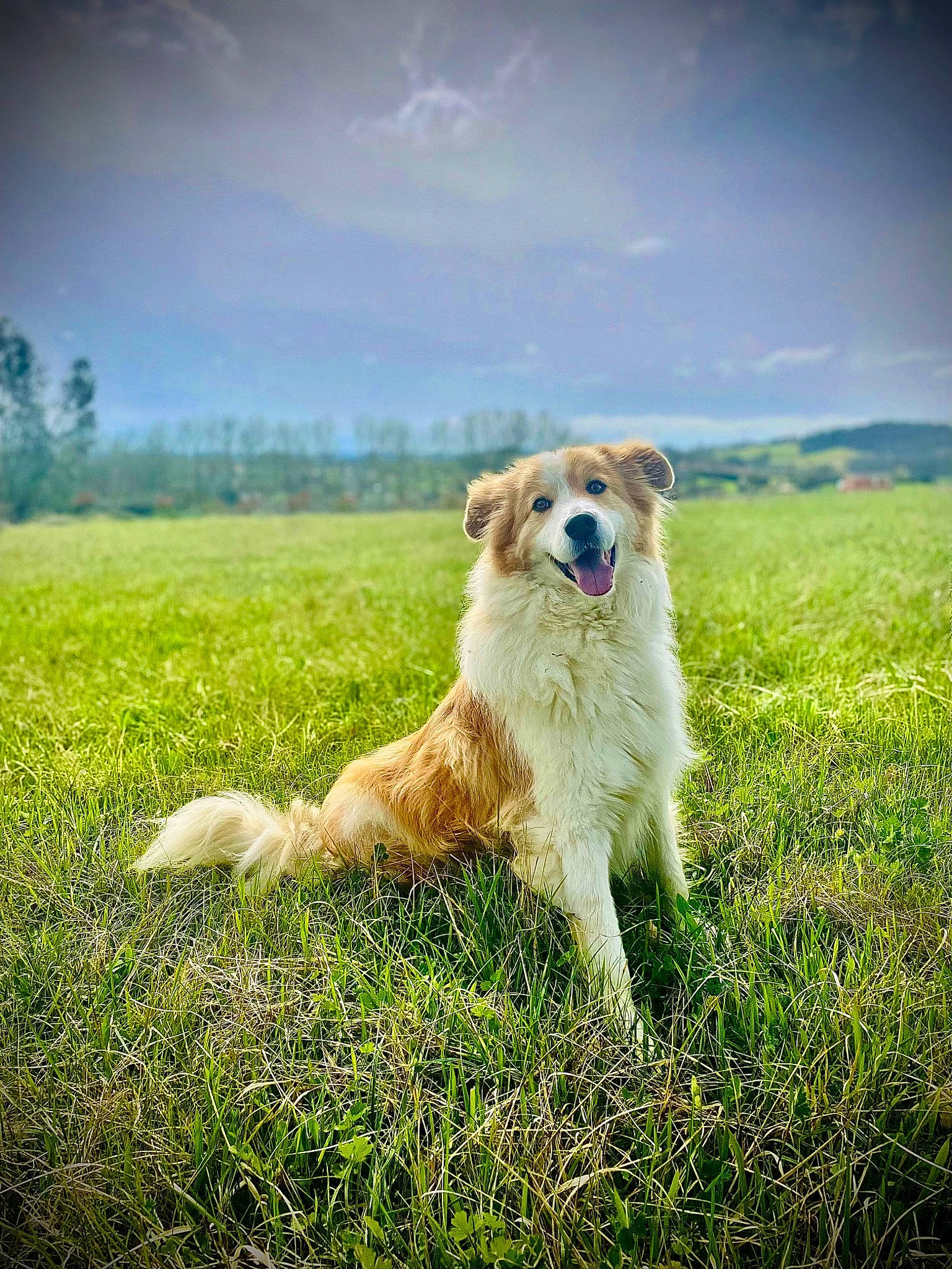 Dick participe au concours pour gagner de l'argent avec cette photo : carnivore, cloud, companion_dog, dog, dog_breed, fawn, grass, grassland, happy, horizon, landscape, natural_landscape, people_in_nature, plant, prairie, sky, smile, sporting_group, sunglasses, tree