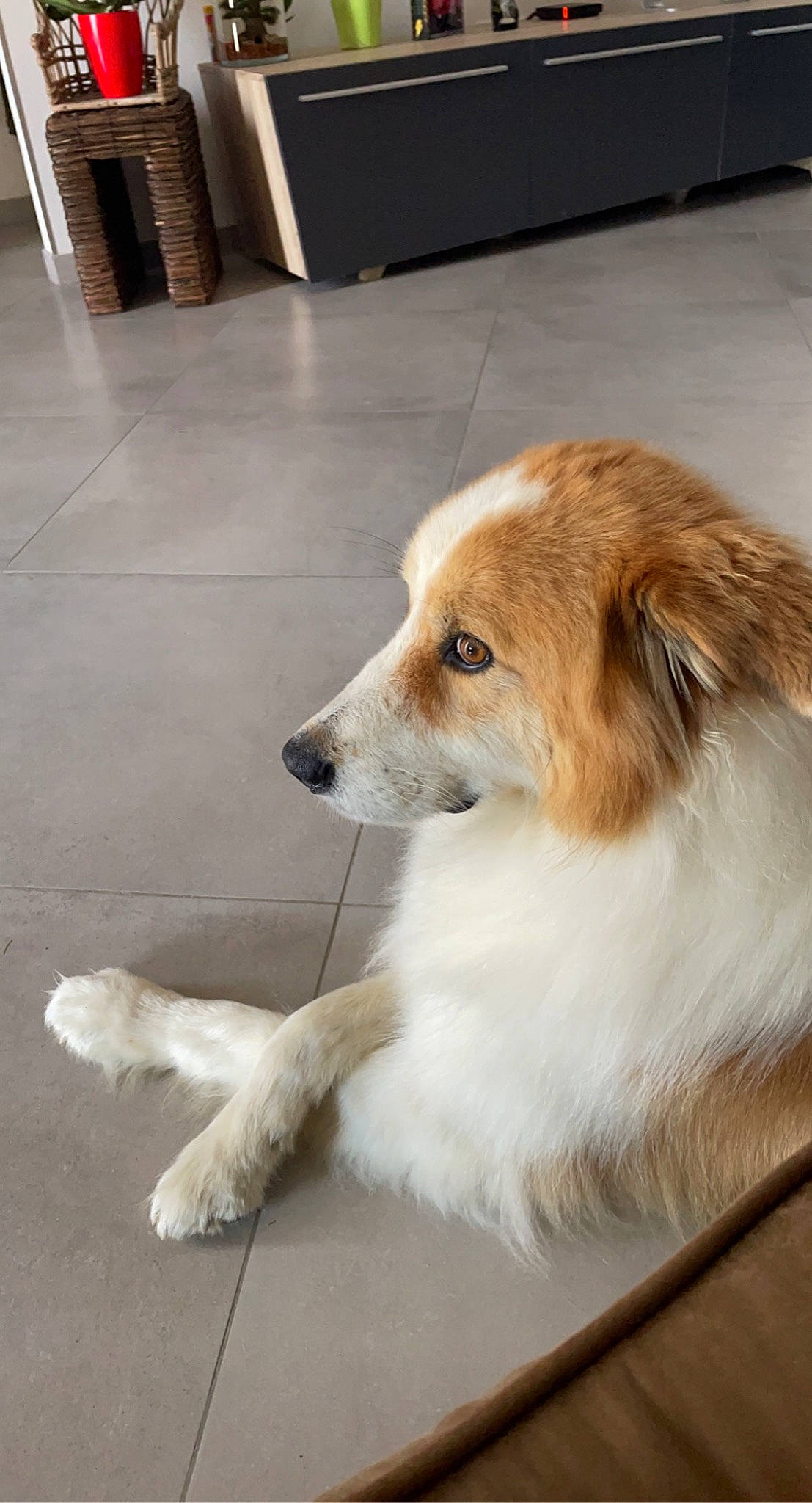 Dick a rejoint le concours — aidez-le/la à gagner de superbes lots ! ancient_dog_breeds, canidae, carnivore, companion_dog, dog, dog_breed, fawn, flooring, fur, plant, sporting_group, terrestrial_animal, whiskers, working_dog