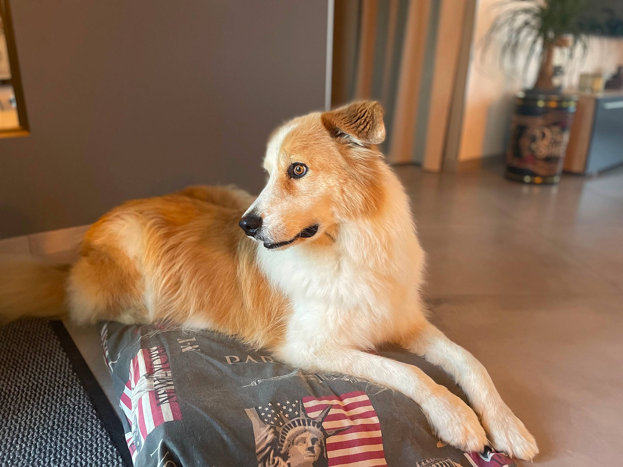 Dick a rejoint le concours — aidez-le/la à gagner de superbes lots ! canidae, carnivore, collar, companion_dog, dog, dog_breed, dog_supply, fawn, flooring, flowerpot, fur, german_spitz_mittel, houseplant, picture_frame, plant, spitz, sporting_group, tail, volpino_italiano, whiskers