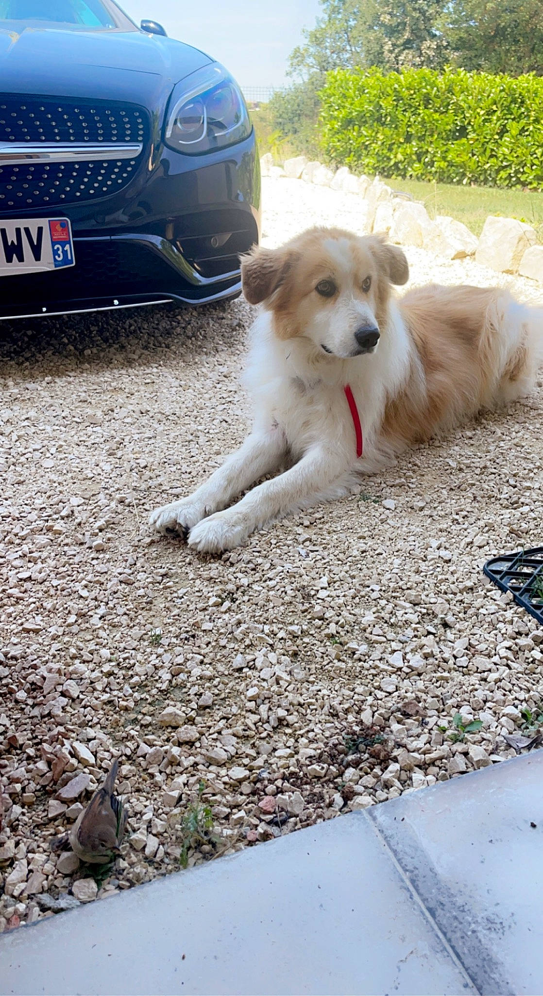 Dick a rejoint le concours — aidez-le/la à gagner de superbes lots ! automotive_lighting, automotive_tire, bumper, car, carnivore, dog, dog_breed, fender, grass, grille, hood, infrastructure, motor_vehicle, plant, road_surface, tire, vehicle, vehicle_door, vehicle_registration_plate, white