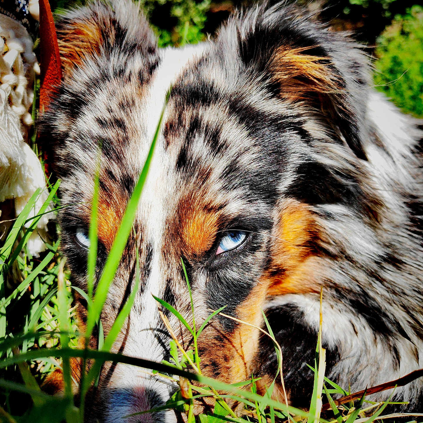 Usko a rejoint le concours — aidez-le/la à gagner de superbes lots ! animal, canine, clothing, collie, dog, field, fox, fur, grass, grassland, head, hound, nature, outdoors, person, pet, plant, puppy, snout, tiger