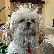 Stella is registered to the contest to win money with this photo: dog, fluffy, living_room, couch, fur, collar, red_tag, potted_plant, fireplace, television, carpet, wood_floor, furniture, indoors, pet, animal, cute, hair, messy, portrait