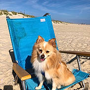 Louis V joined the competition — help win amazing prizes! dog, beach, sand, chair, blue_chair, sunny, outdoor, canine, pet, fluffy, happy, sky, dune, summer, vacation, leash, animal, nature, relaxation, daytime