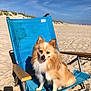 dog, beach, sand, chair, blue_chair, sunny, outdoor, canine, pet, fluffy, happy, sky, dune, summer, vacation, leash, animal, nature, relaxation, daytime