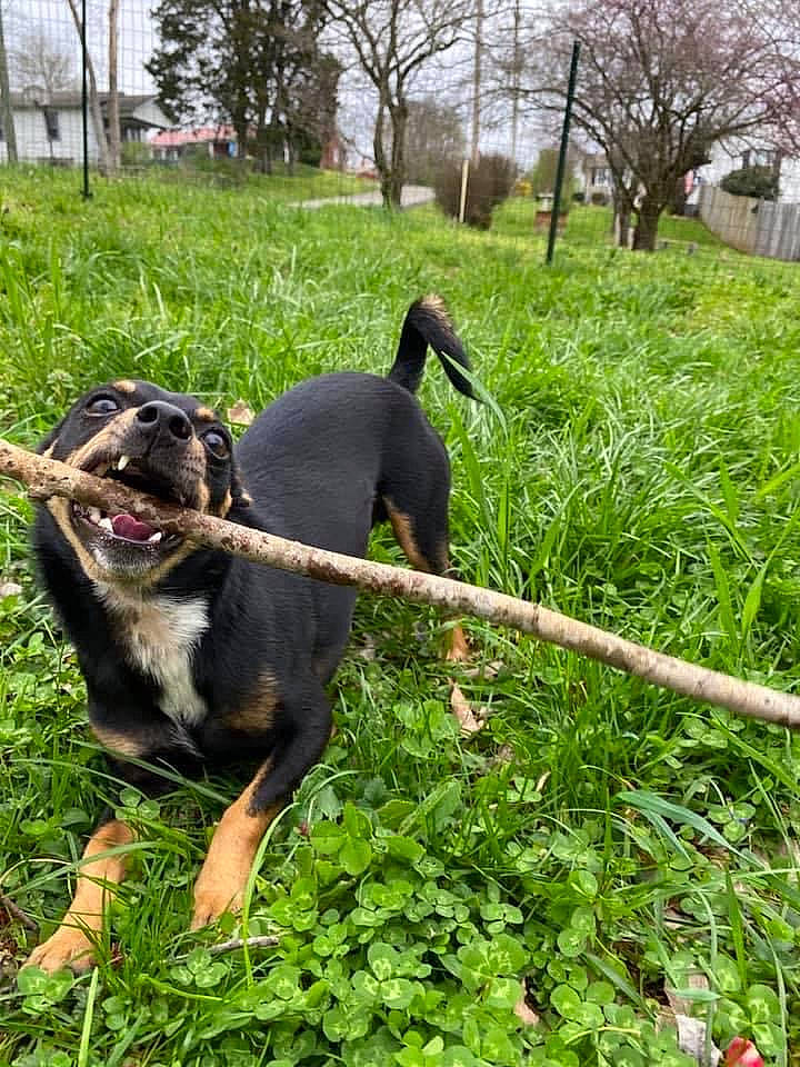 Onyx is registered to the contest to win money with this photo: carnivore, collar, companion_dog, dog, dog_breed, garden, grass, groundcover, lawn, leash, pet_supply, plant, shrub, sky, sporting_group, tail, tree, working_animal, working_dog, yard